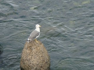 f:id:fighting_ferret:20161003084642j:plain