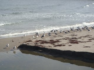 f:id:fighting_ferret:20161009220237j:plain f:id:fighting_ferret:20161009220237j:plain