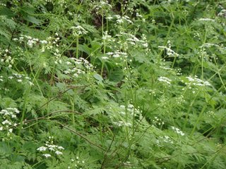 f:id:fighting_ferret:20170512100433j:plain f:id:fighting_ferret:20170512100433j:plain