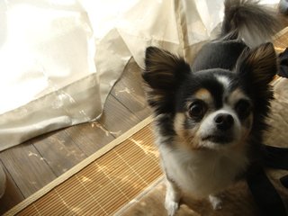 f:id:fighting_ferret:20180313183636j:plain