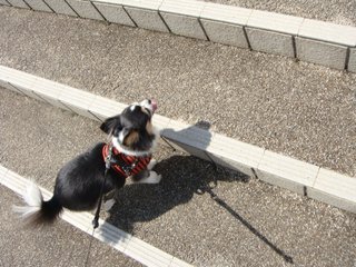 f:id:fighting_ferret:20180313184642j:plain