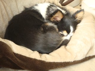 f:id:fighting_ferret:20180313184900j:plain