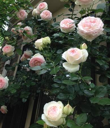 f:id:fiineytoeigo:20200711161349j:plain