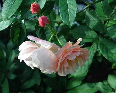 f:id:fiineytoeigo:20200711161527j:plain