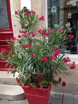 f:id:fiineytoeigo:20200727164529j:plain