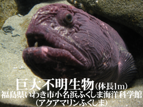 f:id:filinion:20160816120752p:image:h250