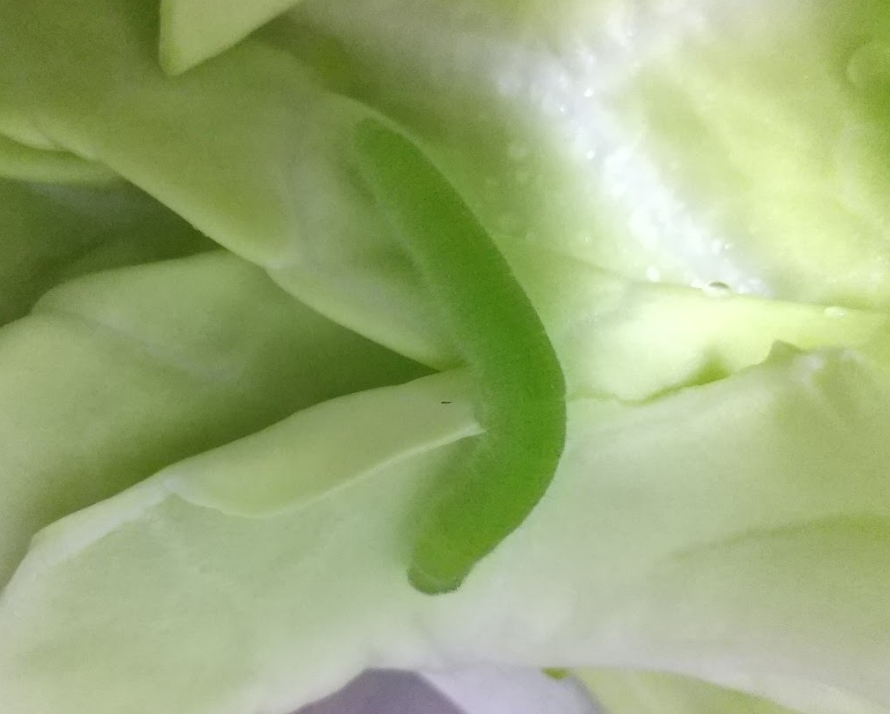 f:id:filinion:20200523150944p:plain:w300