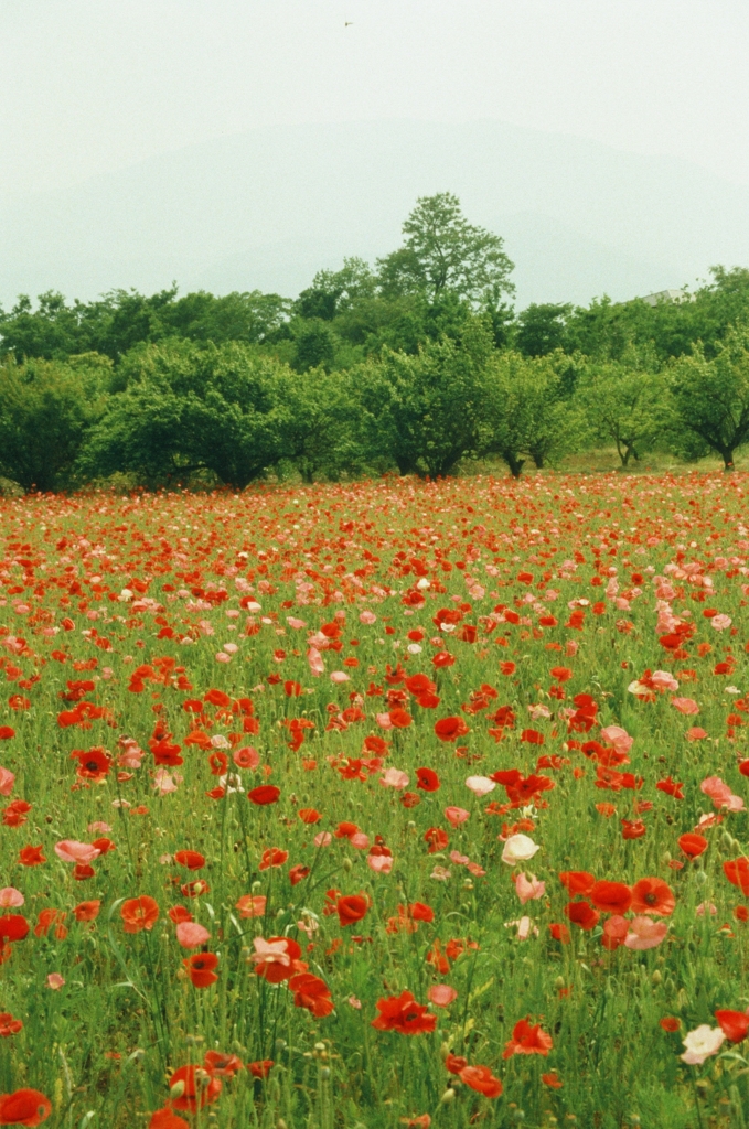 f:id:film_camera:20160703011100j:plain