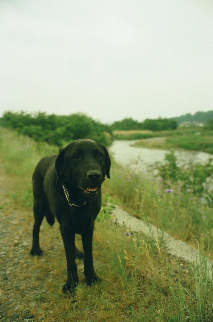 f:id:film_camera:20160703011139j:plain