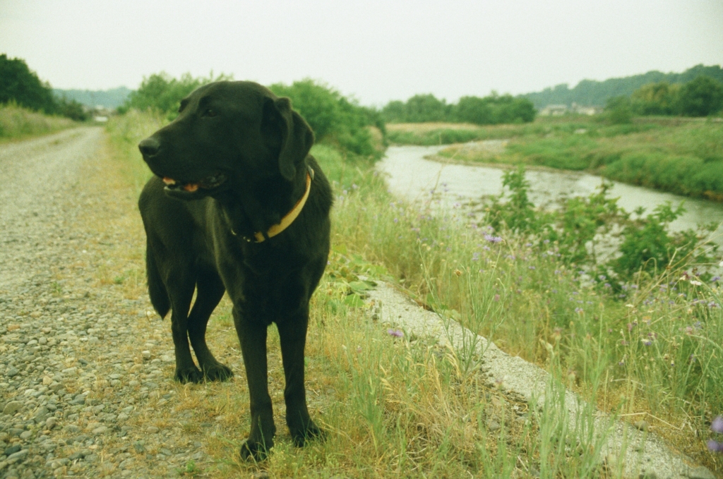 f:id:film_camera:20160703011356j:plain
