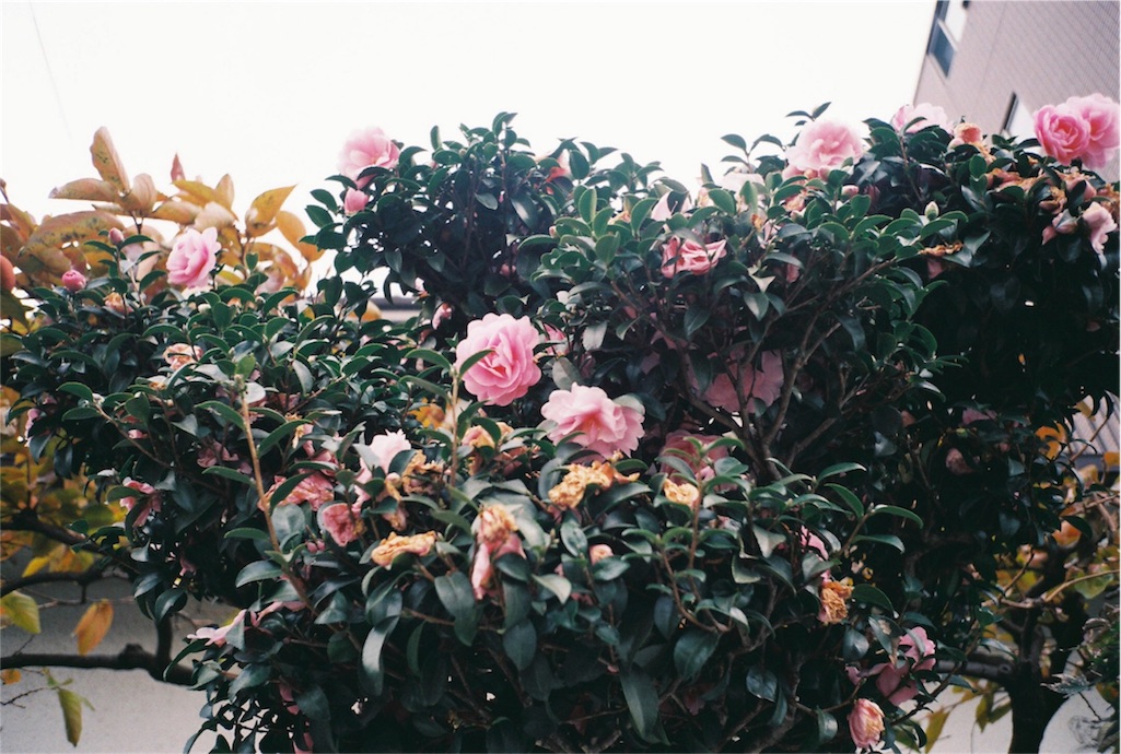 f:id:filmzine:20171229154734j:image