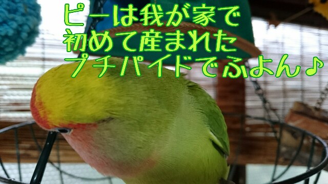 f:id:finalpacific:20170615163657j:image f:id:finalpacific:20170615163657j:image