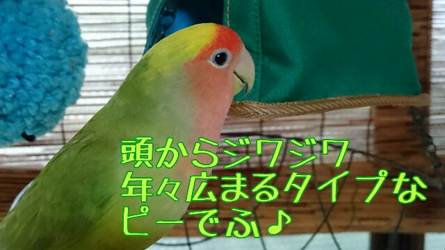 f:id:finalpacific:20170615163716j:image f:id:finalpacific:20170615163716j:image