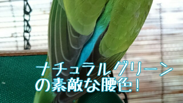 f:id:finalpacific:20170615164100j:image f:id:finalpacific:20170615164100j:image