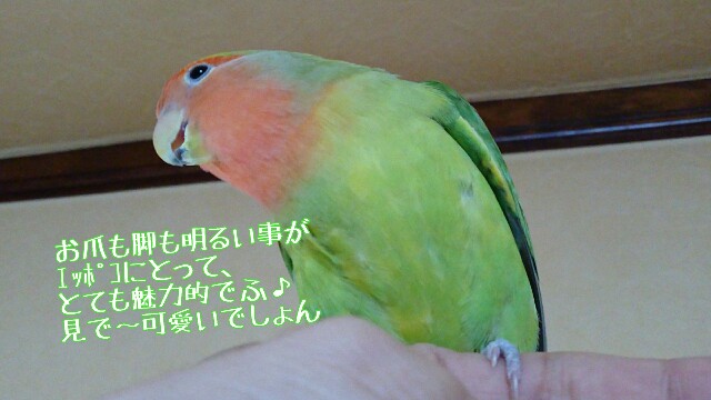 f:id:finalpacific:20170615164435j:image f:id:finalpacific:20170615164435j:image