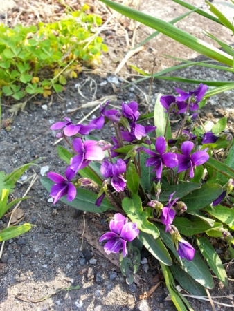 f:id:finalvent:20140410135623j:image