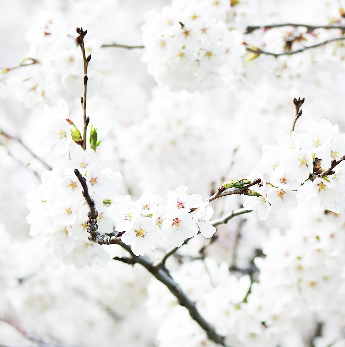 f:id:financial_freedom:20190318223327j:plain f:id:financial_freedom:20190318223327j:plain