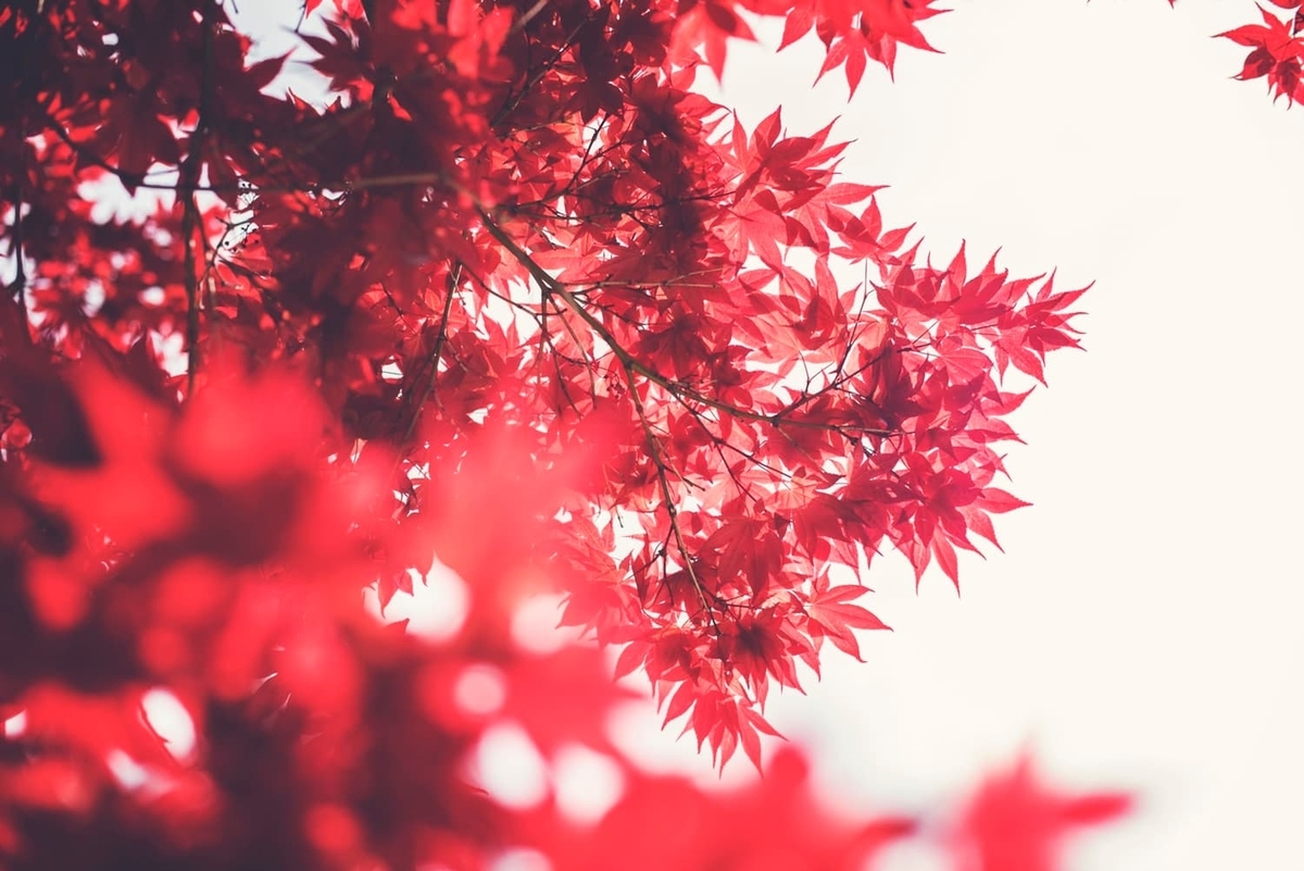 f:id:financial_freedom:20191130205252j:plain
