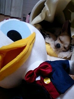 f:id:fine-beauty:20080309204640j:image