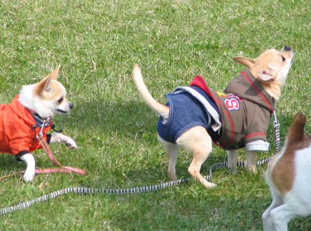 f:id:fine-beauty:20080426134213j:image