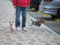 f:id:fine-beauty:20081004164524j:image f:id:fine-beauty:20081004164524j:image