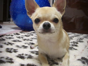 f:id:fine-beauty:20081019202640j:image f:id:fine-beauty:20081019202640j:image