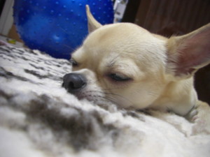 f:id:fine-beauty:20081019203025j:image f:id:fine-beauty:20081019203025j:image