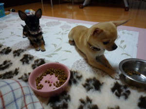 f:id:fine-beauty:20090130063206j:image