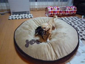 f:id:fine-beauty:20090301173608j:image f:id:fine-beauty:20090301173608j:image