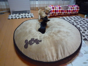 f:id:fine-beauty:20090301173612j:image f:id:fine-beauty:20090301173612j:image