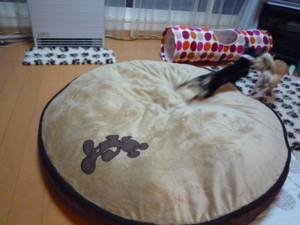 f:id:fine-beauty:20090301173652j:image f:id:fine-beauty:20090301173652j:image