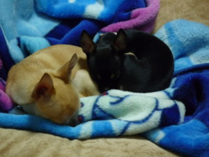f:id:fine-beauty:20090301181934j:image f:id:fine-beauty:20090301181934j:image