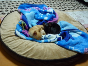 f:id:fine-beauty:20090301182001j:image f:id:fine-beauty:20090301182001j:image