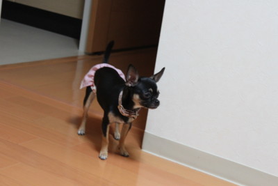 f:id:fine-beauty:20090801231817j:image