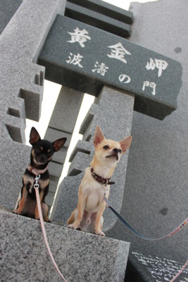 f:id:fine-beauty:20090815142535j:image f:id:fine-beauty:20090815142535j:image