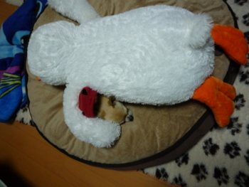 f:id:fine-beauty:20091108202553j:image f:id:fine-beauty:20091108202553j:image