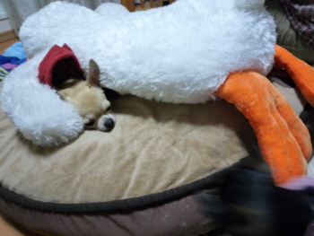 f:id:fine-beauty:20091108202604j:image f:id:fine-beauty:20091108202604j:image