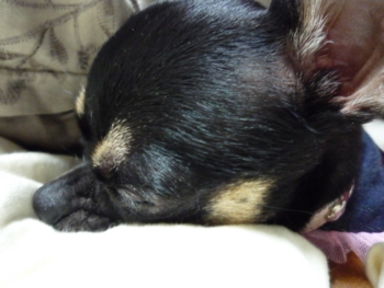 f:id:fine-beauty:20091108212100j:image f:id:fine-beauty:20091108212100j:image