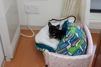 f:id:fine-beauty:20091128115222j:image