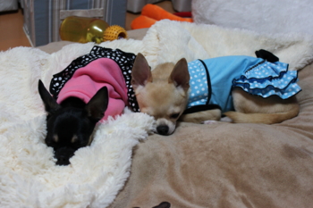 f:id:fine-beauty:20100104231125j:image f:id:fine-beauty:20100104231125j:image