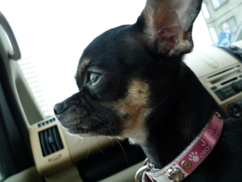 f:id:fine-beauty:20100108085630j:image f:id:fine-beauty:20100108085630j:image