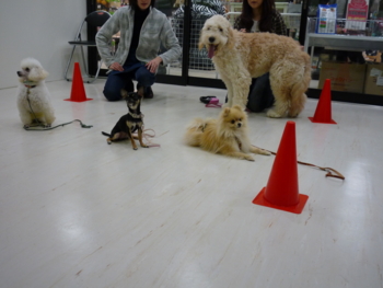 f:id:fine-beauty:20100117140801j:image f:id:fine-beauty:20100117140801j:image