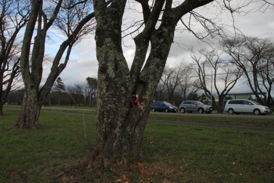 f:id:fine-beauty:20101103234334j:image f:id:fine-beauty:20101103234334j:image