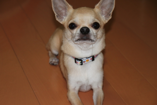 f:id:fine-beauty:20101104232548j:image f:id:fine-beauty:20101104232548j:image