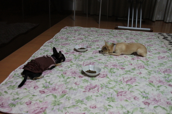 f:id:fine-beauty:20101117214907j:image