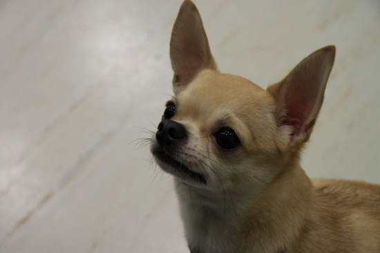f:id:fine-beauty:20101119231356j:image