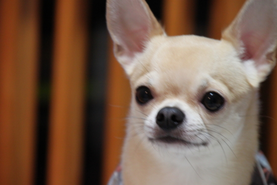 f:id:fine-beauty:20101119231414j:image