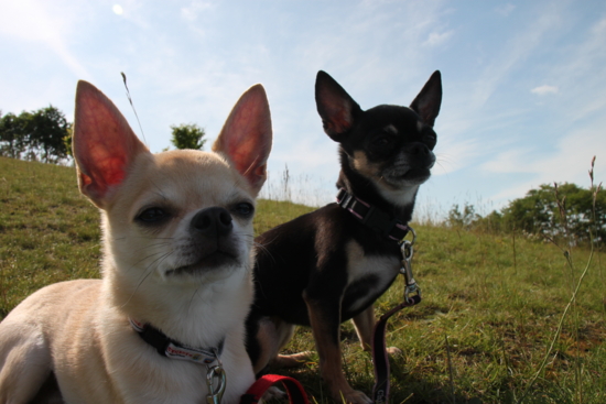 f:id:fine-beauty:20110702223943j:image