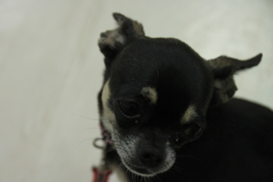f:id:fine-beauty:20110703221736j:image f:id:fine-beauty:20110703221736j:image