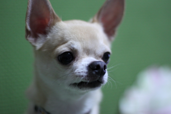 f:id:fine-beauty:20111231002510j:image